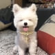 thumbnail image 4 of 1 Uds. Collar dorado brillante con diamantes de imitación para mascotas, Collar ajustable con diamantes de imitación para gatos y perros, Collar elástico para mascotas, Collar cruzado con diamantes de imitación para Sailing Electrónica, 4 of 5