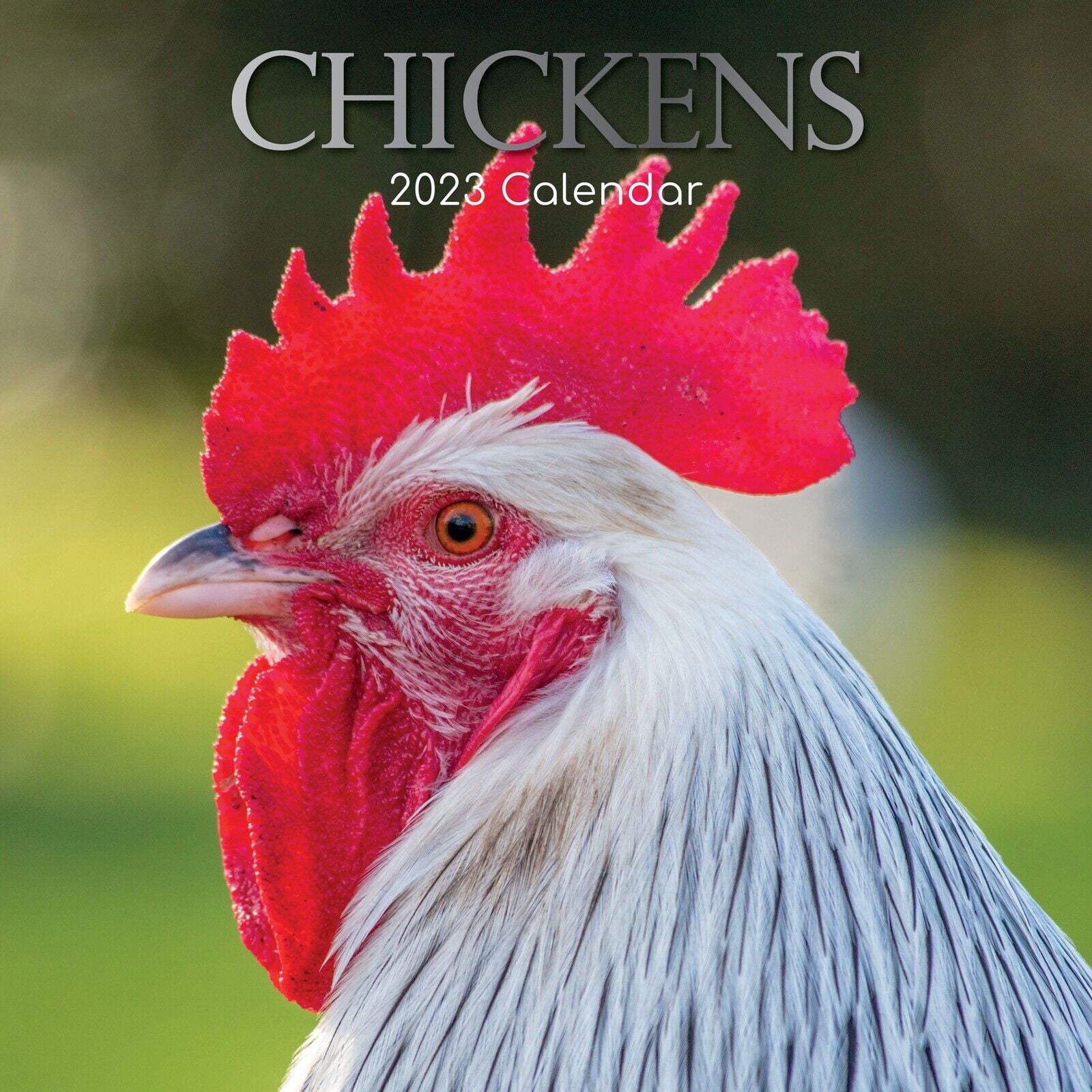 2023 Wall Calendar Chickens, 12 x 12 Inch Monthly View, 16Month