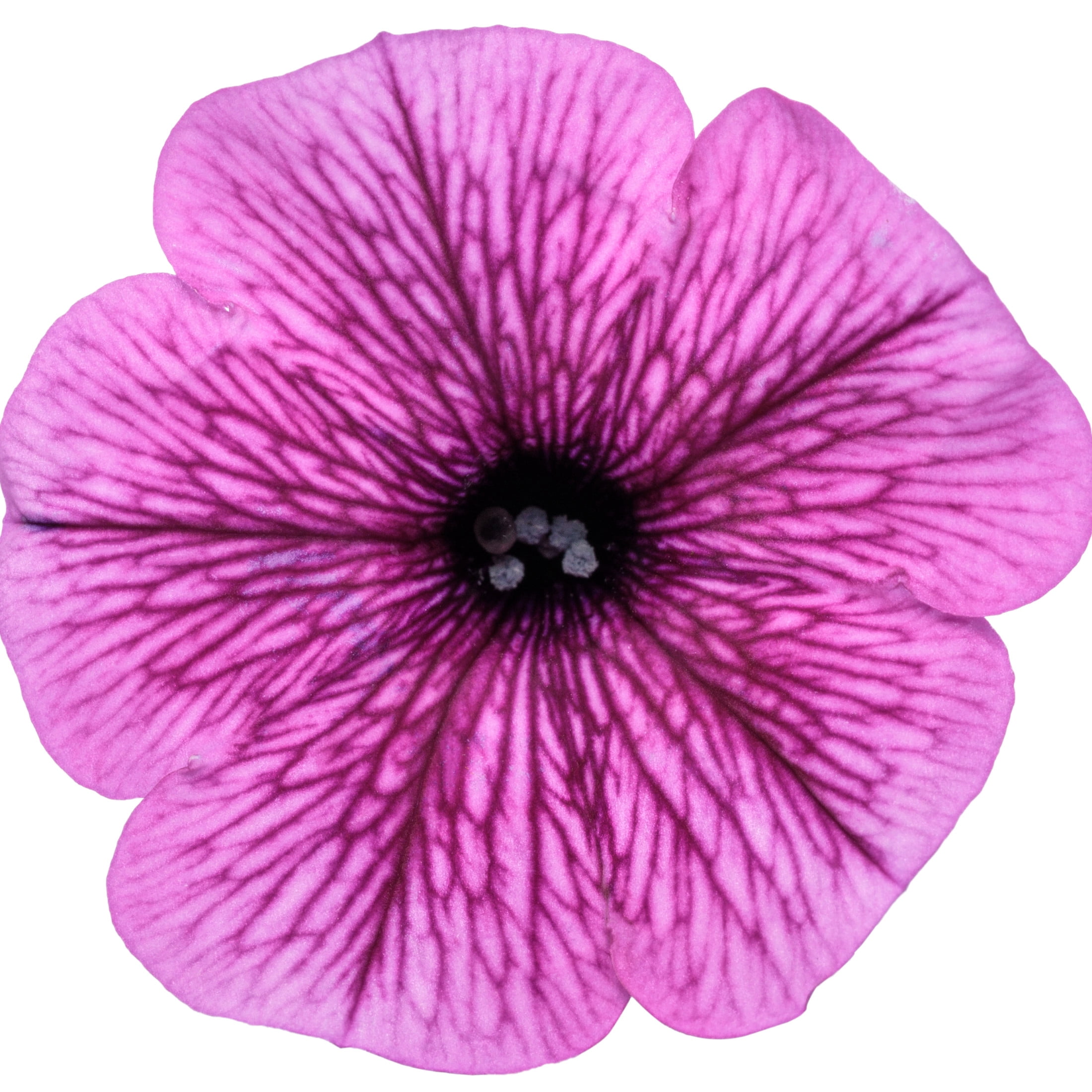 Proven Winners 4" Pink Supertunia Mini Vista Plum Veined Petunia Live Plant in 4.25" Pot (4 Count)