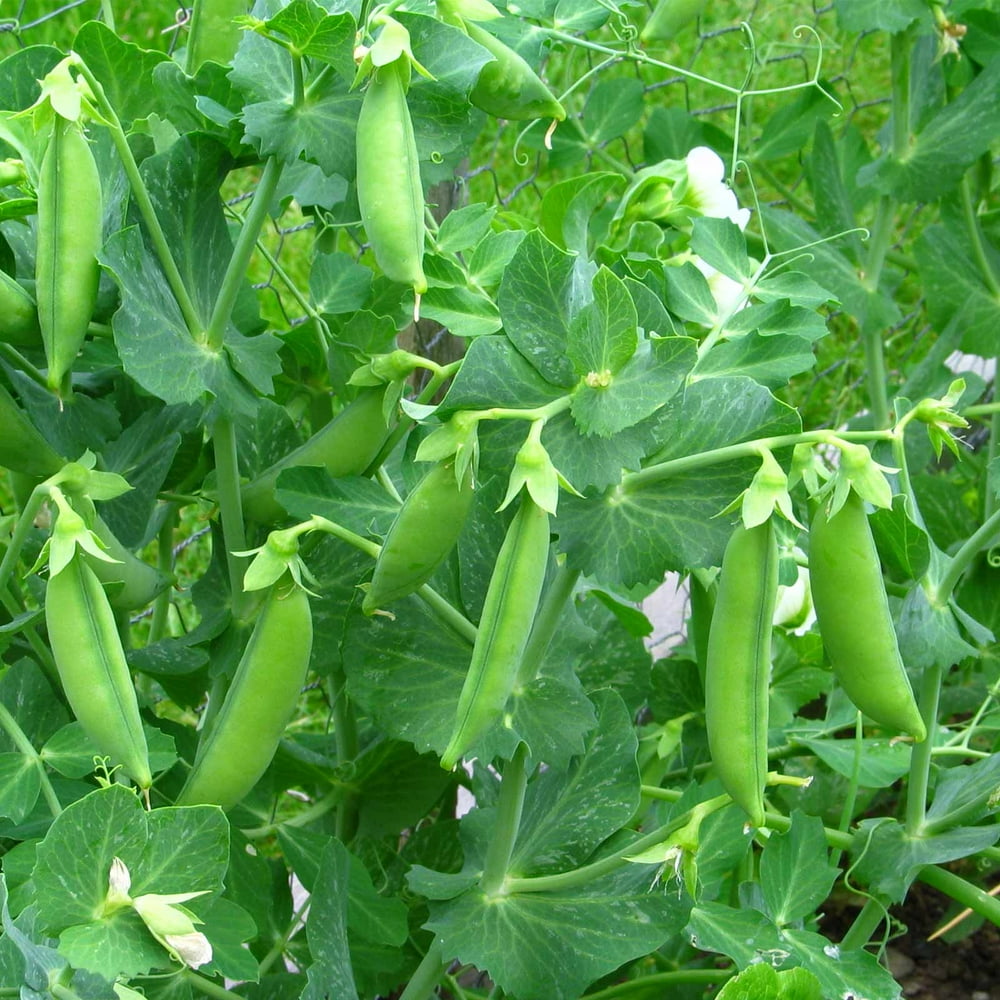 Progress No. 9 Pea Garden Seeds 25 Lbs Bulk NonGMO, Heirloom