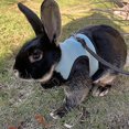 thumbnail image 3 of Rabbit Harness Comfortable Adjustable Traction Tool Ferret Rats Hamster Soft Mesh Harness Leash Vest Set Pet Supplies, 3 of 4