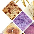 thumbnail image 2 of Children's Microscope Slides, Microscope Accessories Glass Preparation Slides 30Pcs, 2 of 6
