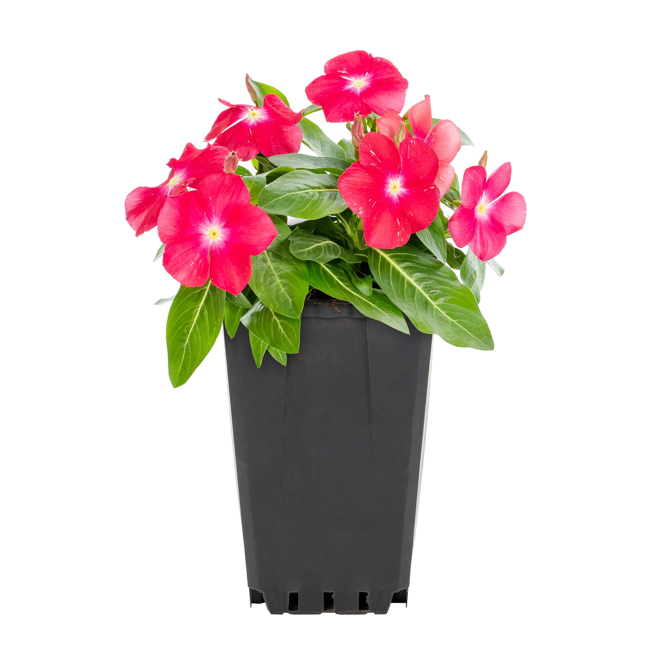 Expert Gardener 1PT Multicolor Vinca Annual Plant Sun
