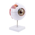 thumbnail image 1 of Eigraketly Modelo de globo ocular 6 veces Herramientas de aprendizaje Modelos Instrumento de enseñanza Ciencia Enseñar recursos Pantalla de estudio de Material de laboratorio Eigraketly TO010812-00, 1 of 6