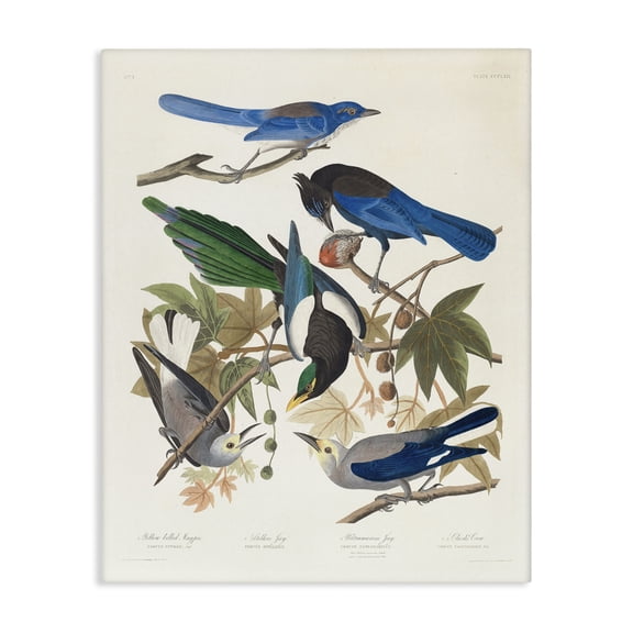 Stupell Industries Classic Yellow Billed Magpie Animals Painting Wrapped Canvas Art Print Wall Art, 16 x 20