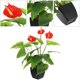 thumbnail image 1 of unbranded 1Ud Maceta Con Planta Simulada Anthurium Ideal Para Decorar Espacios Con Estilo, 1 of 6