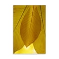 thumbnail image 2 of Gango Home Decor Golden Leafs I by Vitaly Geyman (Printed on Paper); One 24x36in Fine Art Paper Giclee Print, 2 of 4