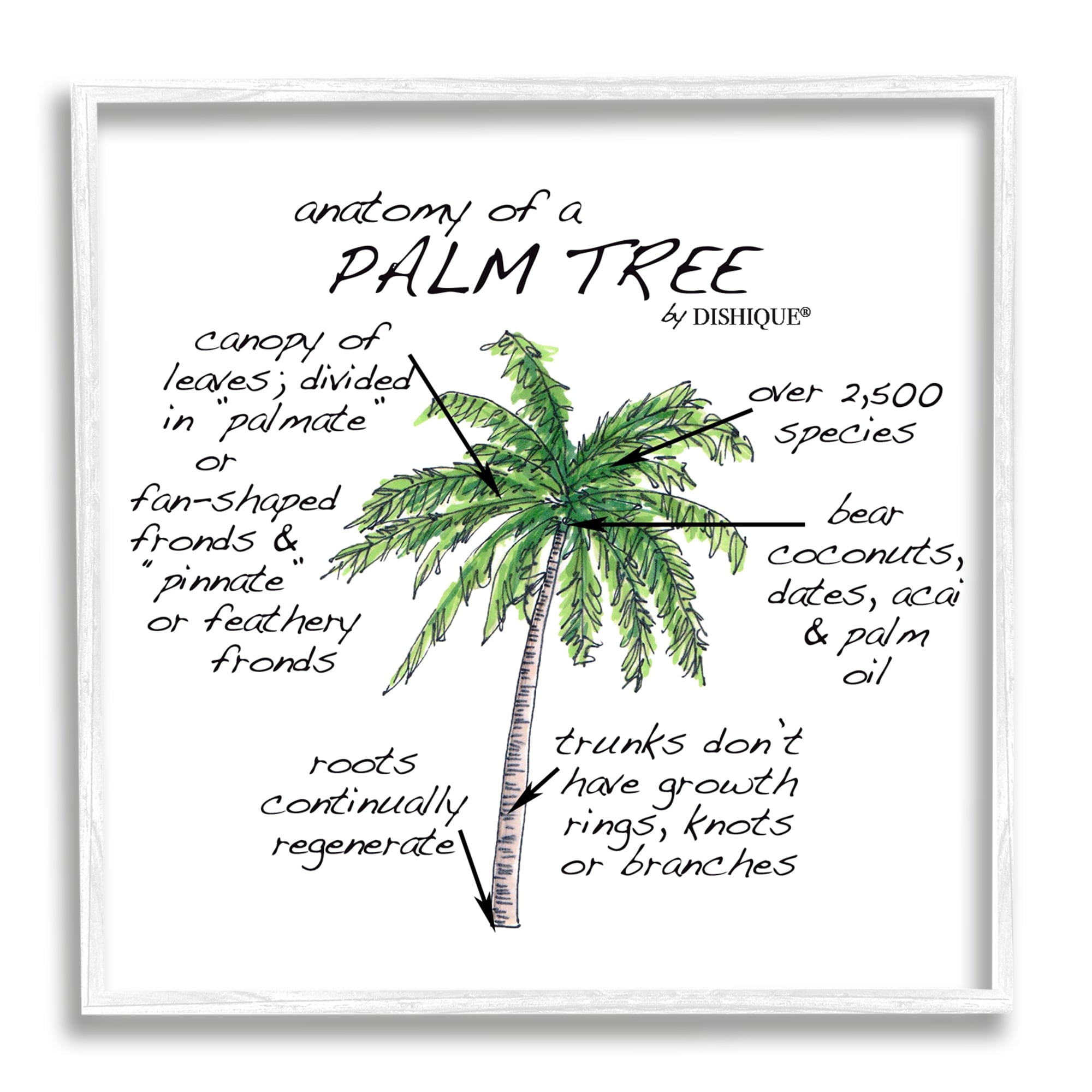 Stupell Industries Tropical Palm Tree Educational Plants Flora Diagram Graphic Art White Framed Art Print Wall Art, Design by Dishique