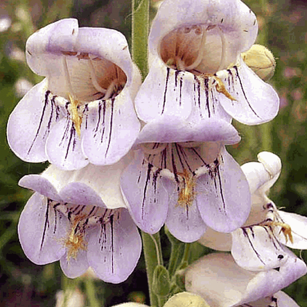 Everwilde Farms - 1 oz Pale Beardtongue Native Wildflower Seeds - Gold Vault Bulk Seed Packet