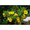 thumbnail image 2 of Yellow Flowering Allamanda Bush | 10 Live Plants | Allamanda Schottii | Beautiful Indoor and Outdoor Blooming Shrub, 2 of 6