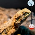 thumbnail image 5 of Bearded Dragon Toy with Suction Cup and Rope Exercise Game Colored Bell Ball Toy Reptile Toy for Small Animals, 5 of 8