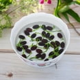 thumbnail image 3 of 15pcs Bowl LotusITSC&nbsp;Seeds for Planting - Bonsai Lotus Seeds, Water Lily Flower, Aquatic Plants, Ideal for Ponds, Non-GMO Home Garden Plant Seeds, Flowering Aquatic Bonsai, 3 of 3