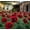 d, variant on Peonies for planting (natural, not artificial)—fast-germinating, easy-to-grow ornamental plants that make for delightful garden accents and are deer-resistant.