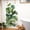 As shown, variant on Yunuuuoa 5 Packs Tropical Green Leaves Wall Stickers for Bathroom Decor, Vinyl Peel and Stick Decals, Removable Self-Adhesive Tropical Foliage Wall Art for Home Makeover, Kitchen, Living Room,