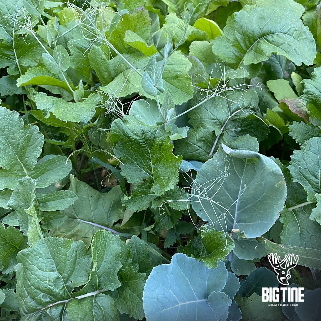 Big Tine Advantage Peas & Tubers Food Plot Seed, Deer Hunting Attractant, 8 lb Fall/Winter Mix