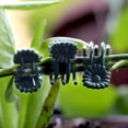thumbnail image 5 of 60PCS Green Plant Clips Orchid Flowers Support Clamp Climbing Vine Stem Clasp Tied Bundle Branch Garden Tool, 5 of 6