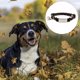 thumbnail image 3 of Collares para perros, bandas de yoga y diademas ajustadas para amantes de las mascotas., 3 of 5