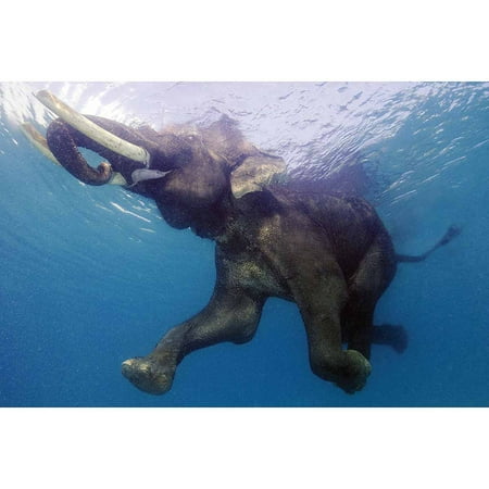 Elephant Underwater Photography Art