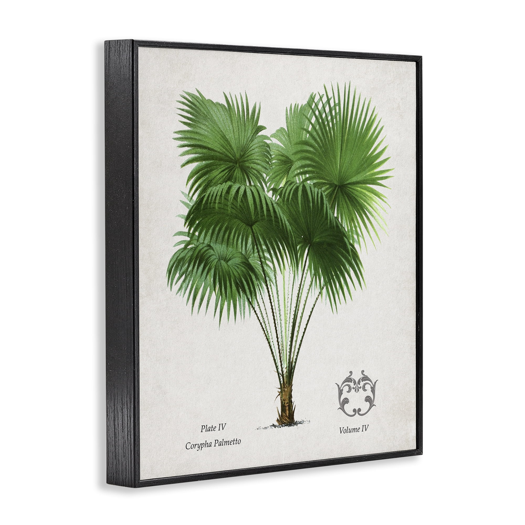 Stupell Industries Fan Palm Vintage Study Black Framed Giclee Art, design by Val Rhodes
