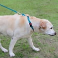 thumbnail image 4 of HAHDAXIA Collier Martingale pour Chiens avec Boucle à Dégagement Rapide, Collier Réfléchissant Robuste pour Chiot pour la Sécurité, Colliers en Nylon Ajustables pour Chiens de Petite, Moyenne et Grande Race pour la Marche et l'Entraînement, Ciel, 4 of 7