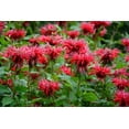 thumbnail image 5 of 10 Panorama RED BEE BALM Monarda Didyma Oswego Tea Herb Flower Seeds, 5 of 10