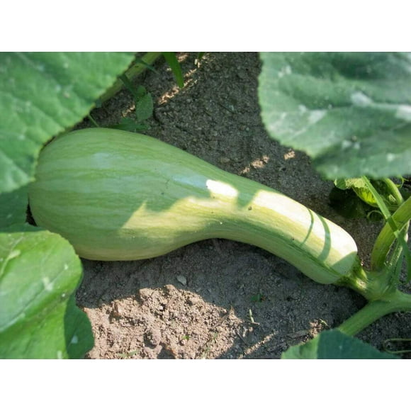 30 Green Striped CUSHAW SQUASH PUMPKIN (Tennessee Sweet Potato Squash) Cucurbita Mixta Vegetable Seeds