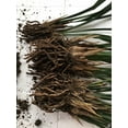 Cymbidium Bulbs , Cymbidium Potting Mix ，Fragrant Flowers,Cymbidium