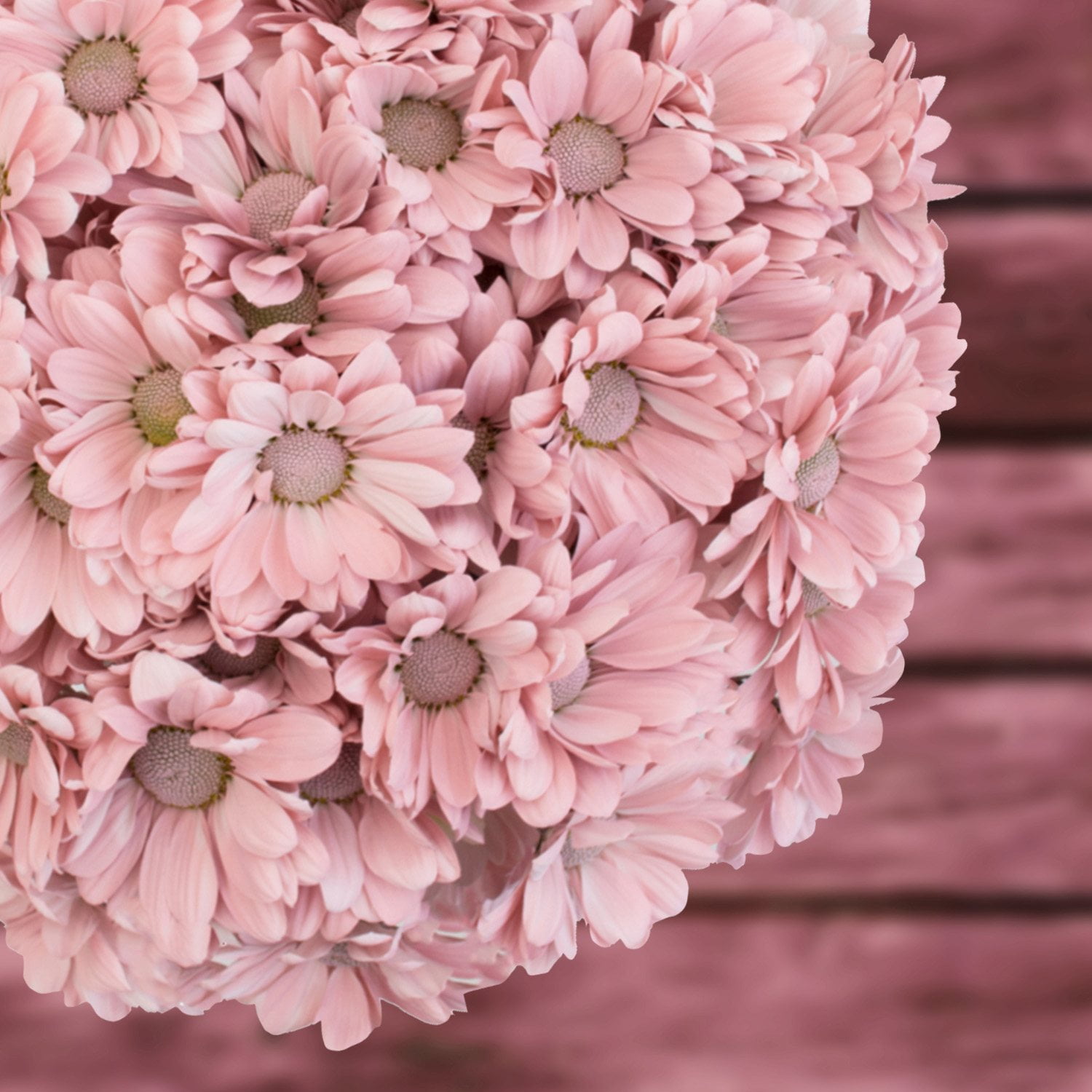 Pompon Painted Sand (60 Stems) - Samsclub.com