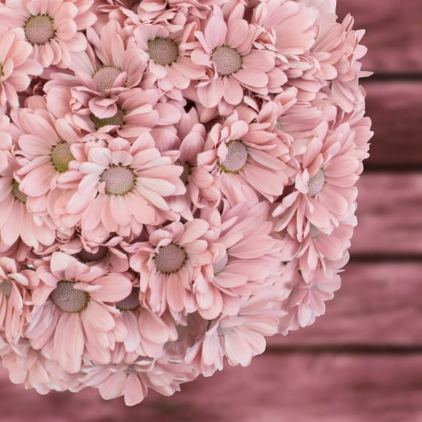Pompomさん LAST FLOWER PUMPS DOTS (PINK / WHITE) SP0001-01 – トーキョー