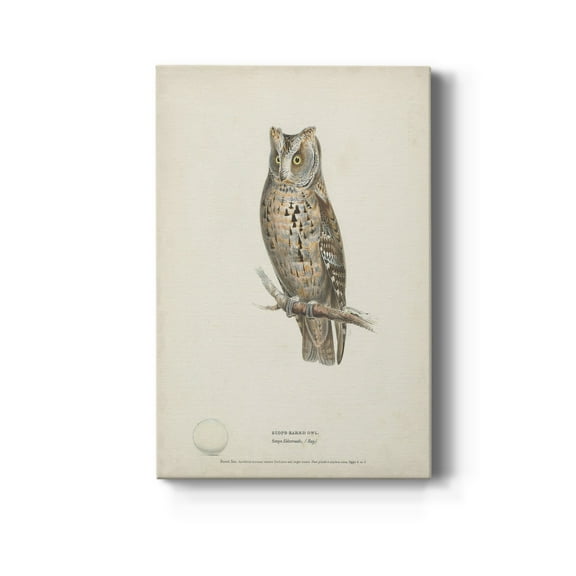 Scops- Eared Owl Premium Gallery Wrapped Canvas - Ready to Hang