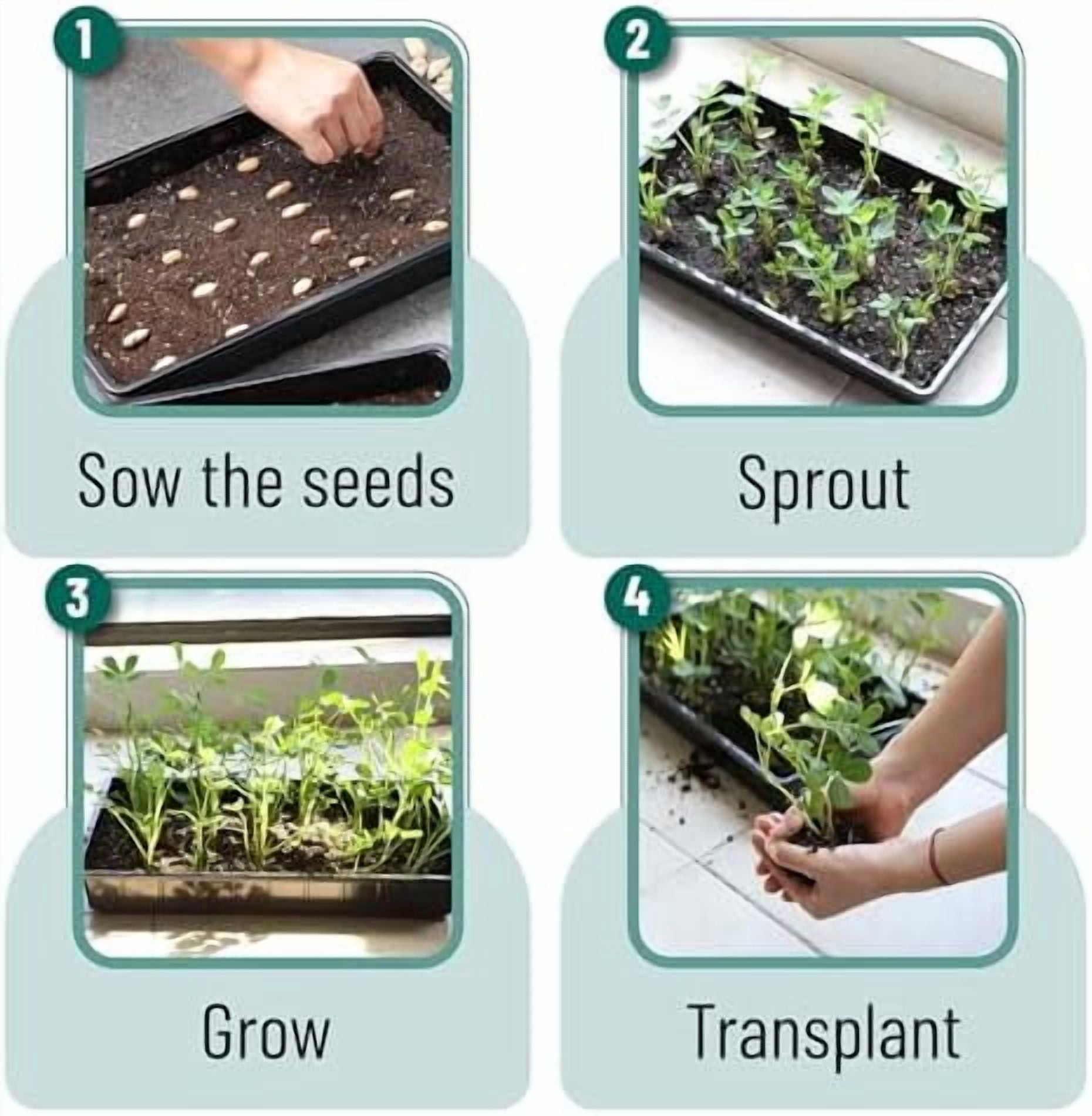 - Plastic Growing Trays, 10 Pack, Black, 17”x10”, Plant Tray, Seed Tray, Seedling Tray, Propagation Tray, Plant Trays for Seedlings, Seedling Starter Trays, Microgreens Growing Trays