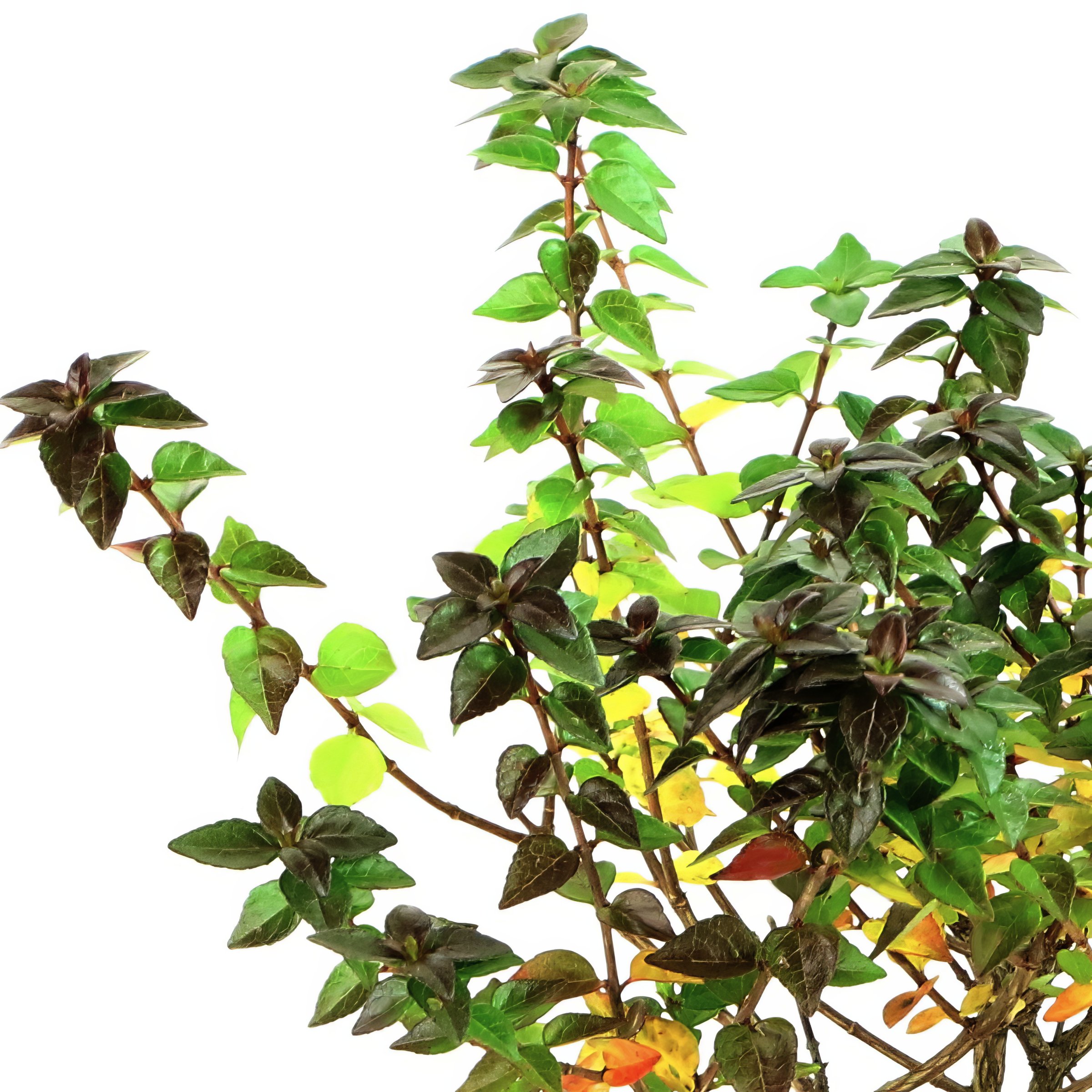 2.25 Gal. Abelia Rose Creek Flowering Shrub With White Blooms