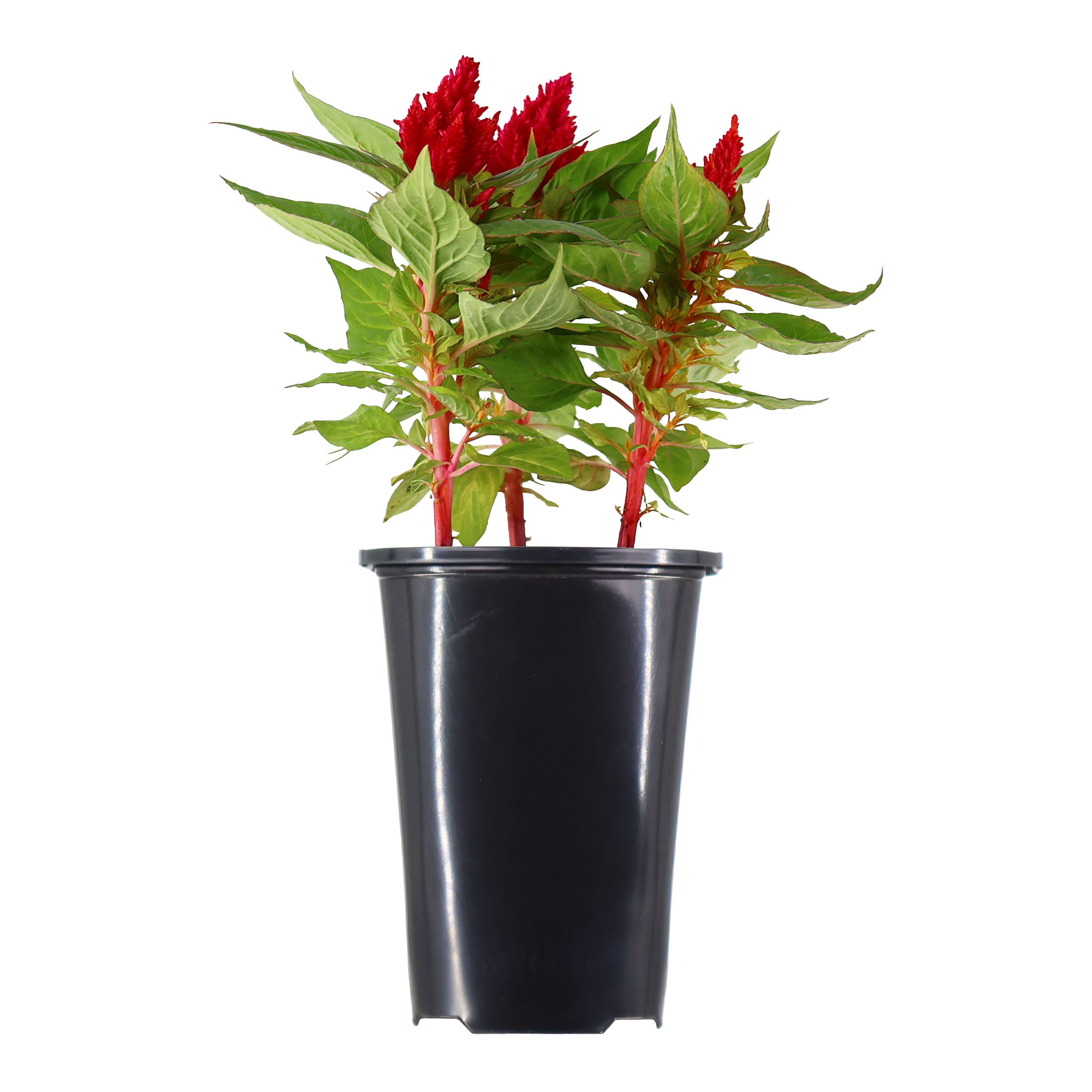 Expert Gardener 6in Croton Assorted Live Plants in grower pot