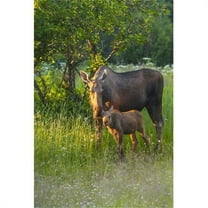 A moose cow and calf in Kincaid Park  Anchorage  Southcentral Alaska  summer Poster Print