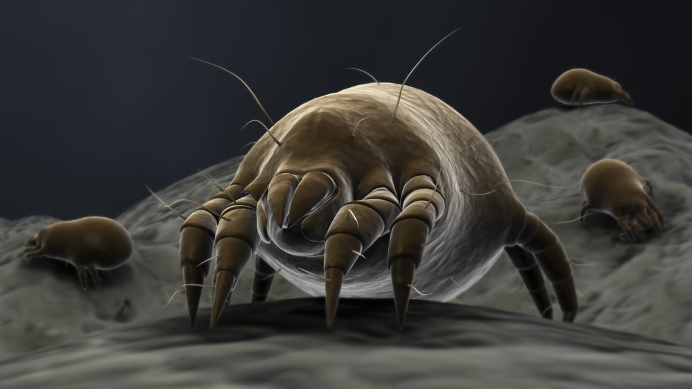Microscopic visualization of dust mites Poster Print