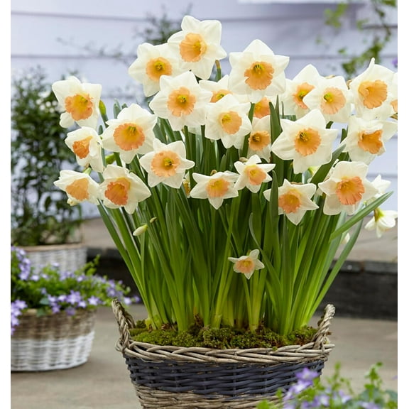 Peaches and Cream Daffodil Bulbs for Planting - Colorful Daffodil Blooms (10 Bulbs)