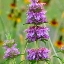 LEMON MINT / BEE BALM 200 Seeds - Mother Nature's Seeds - Wildflower Seeds - Flower Seeds for Planting - Non-GMO