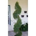 thumbnail image 4 of Eugenia Spiral Topiary - Live Plant in a 10 Inch Pot - Eugenia Myrtifolium - Beautiful Outdoor Topiary for The Patio and Garden, 4 of 5
