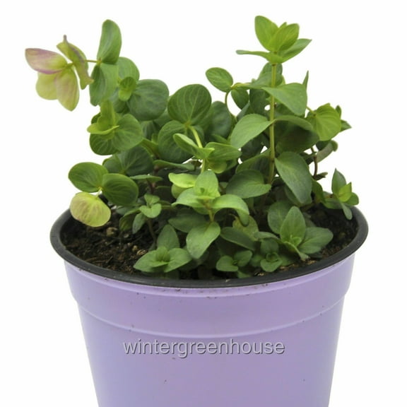 Ornamental Oregano, Kirigami - Pot Size: 3.5in - Herbs