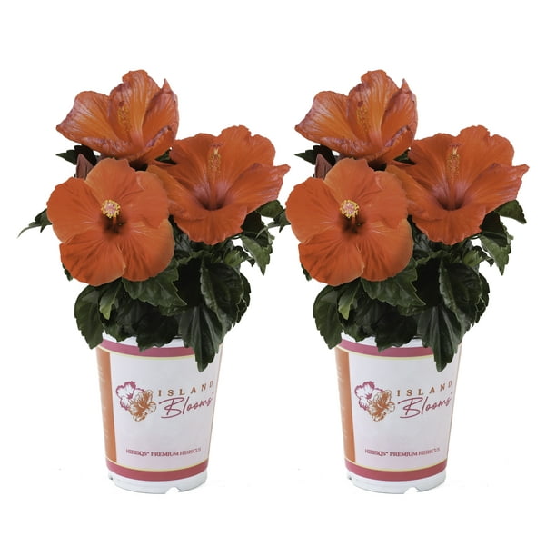 Costa Farms Live Outdoor 15in. Tall Multicolor Hibiscus Flowering