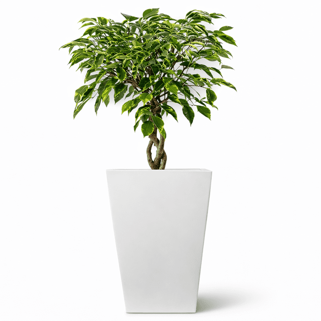 Maceta Cuadrada Alta Elly Decor 56 cm Blanca con Drenaje para Interior y Exterior