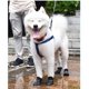 thumbnail image 5 of Cachorro Perros Candy Colors Antideslizante Impermeable Goma Rain Shoes Botas Paws Cover (Negro, L) WD.WDQZL mascota, 5 of 6