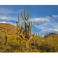 thumbnail image 2 of Fitzharris, Tim 17x15 White Modern Wood Framed Museum Art Print Titled - Big Saguaro Cactus, 2 of 4