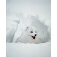 thumbnail image 2 of Zuckerman, Jim 15x18 Black Ornate Wood Framed with Double Matting Museum Art Print Titled - USA, Alaska Arctic fox in winter coat, 2 of 4