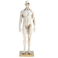 thumbnail image 2 of Figura de anatomía humana Sunnimix Modelo Masculino blanco, 2 of 8