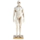 thumbnail image 2 of Figura de anatomía humana Sunnimix Modelo Masculino blanco, 2 of 8
