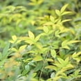 thumbnail image 5 of Cool Glow® Lime Heavenly Bamboo - Nandina domestica 'ZHNAN102', 5 of 5