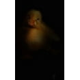 thumbnail image 2 of Murray Henderson Fine Art 13x18 Black Ornate Wood Framed with Double Matting Museum Art Print Titled - Duckling, 2 of 4