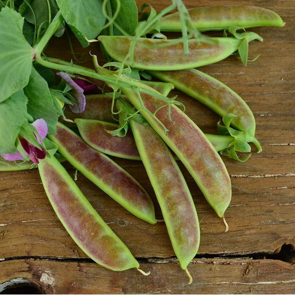 HIGHGW 70 Spring Blush Sugar Snap Pea Seeds Heirloom Hyper-Tendril Variety Non-GMO Vegetable Seeds for Planting in Home Garden or Containers