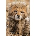 thumbnail image 2 of Jaynes Gallery 23x32 Black Ornate Wood Framed with Double Matting Museum Art Print Titled - Kenya-Masai Mara National Reserve Cheetah cub close-up, 2 of 4